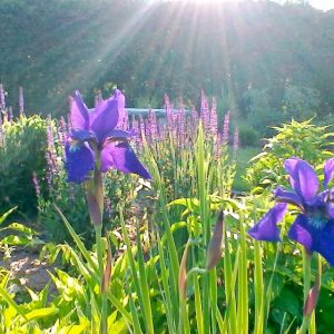 A sunlit garden with iris flowers in the foreground